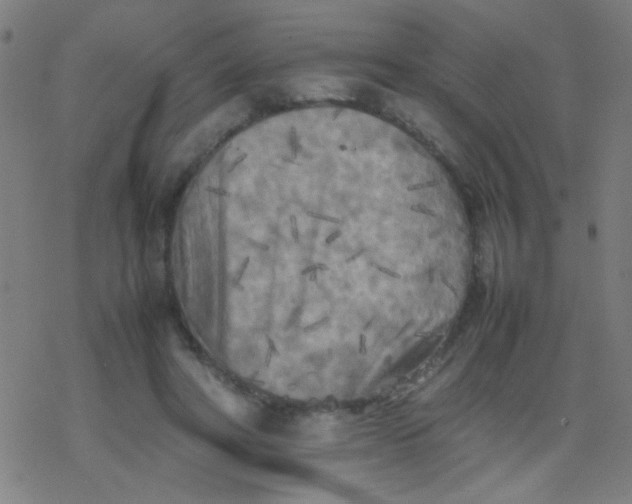 X0000077330402200611101529