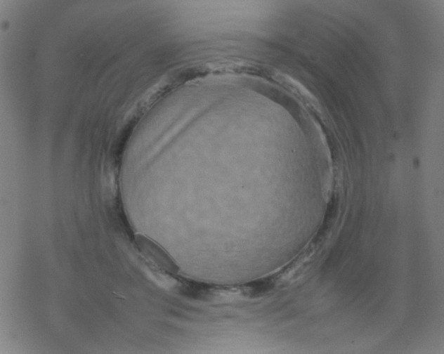 X0000077330405200611101529