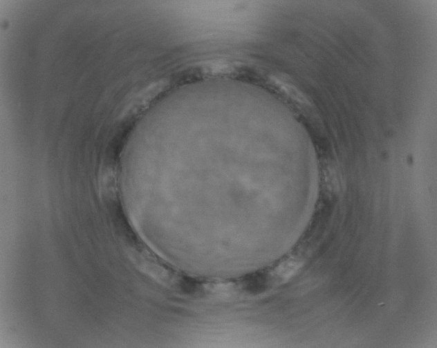 X0000077330419200611101528