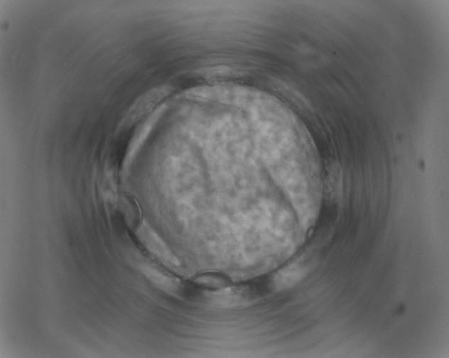 X0000077330430200611101528