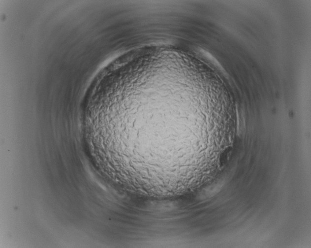 X0000077330435200611101528