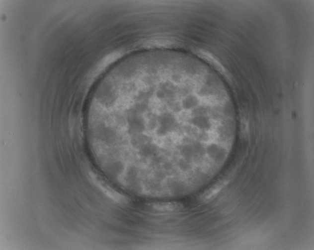 X0000077330439200611101528