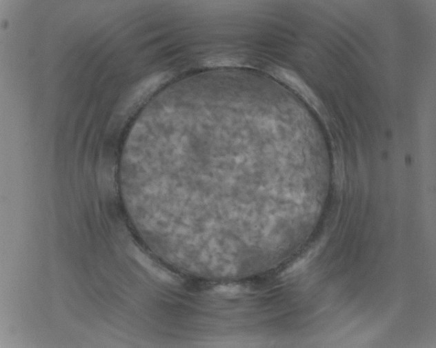 X0000077330441200611101528