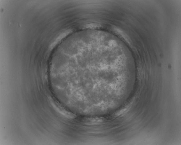 X0000077330443200611101528