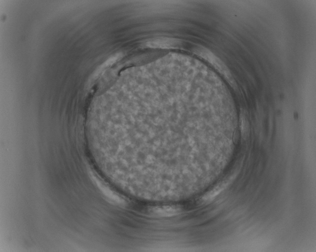 X0000077330445200611101528