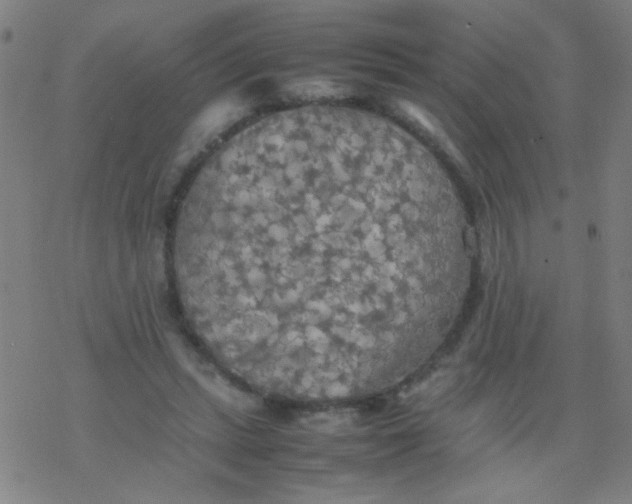 X0000077330447200611101528