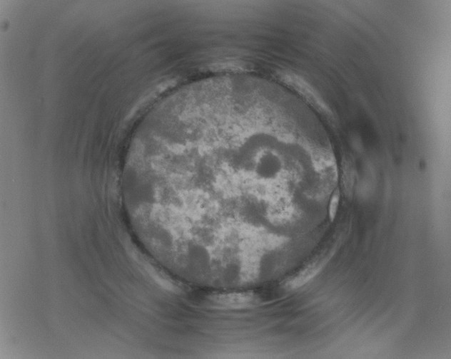 X0000077330449200611101528