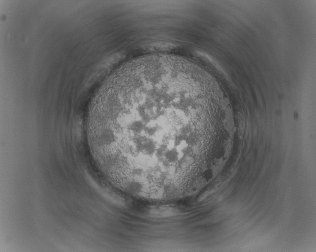 X0000077330451200611101528