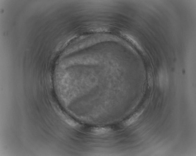 X0000077330453200611101528