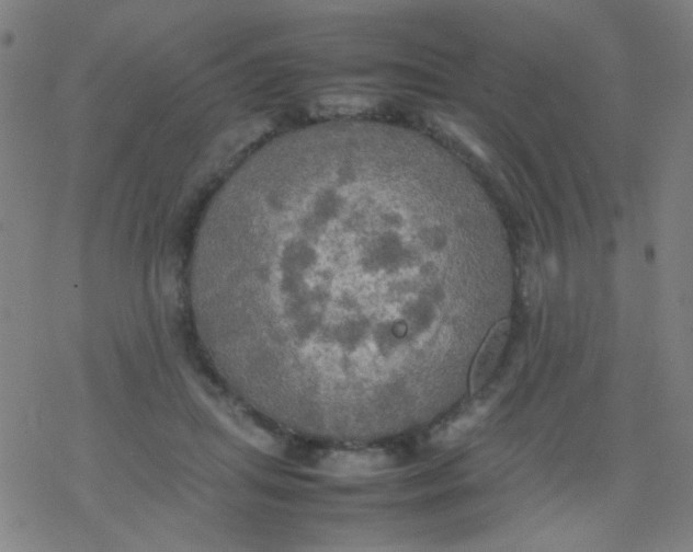 X0000077330455200611101528