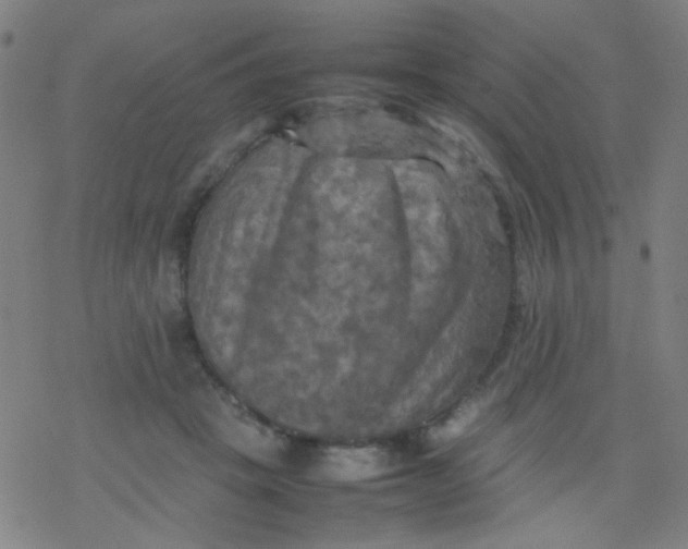 X0000077330457200611101528