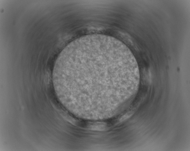 X0000077330463200611101528