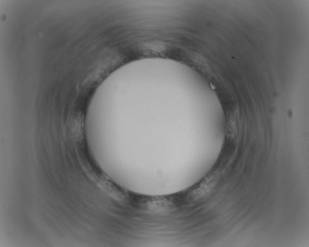 X0000077330468200611101528