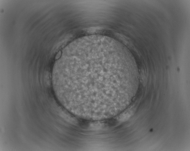 X0000077330470200611101528