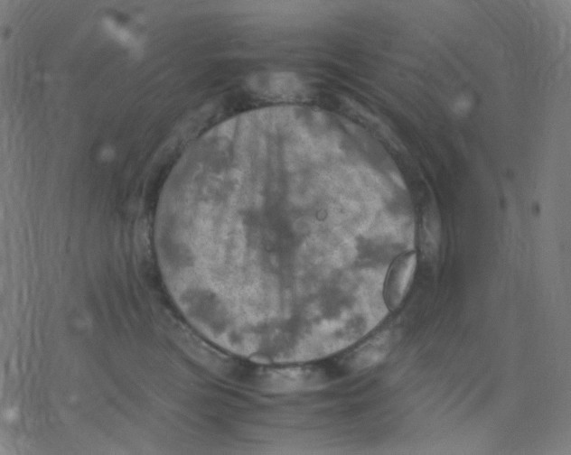 X0000077330473200611101528