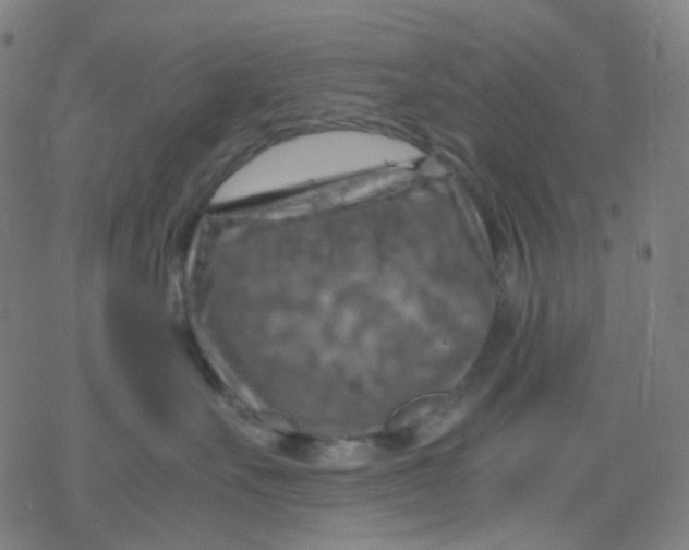 X0000077330527200611101527