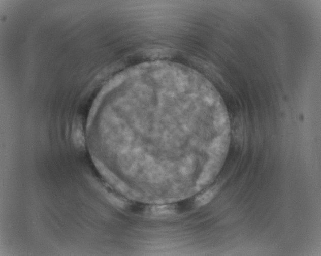 X0000077330622200611101525