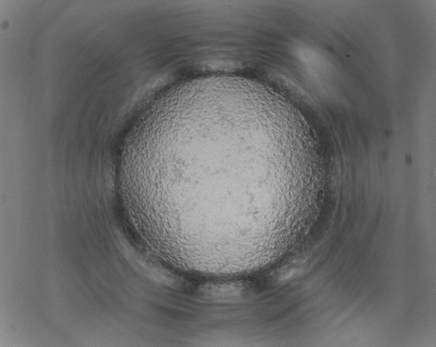 X0000077330639200611101525