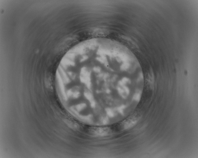 X0000077330663200611101525