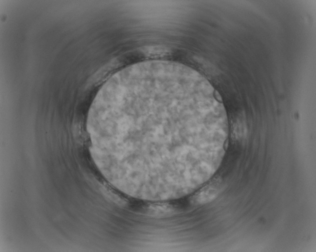 X0000077330666200611101525