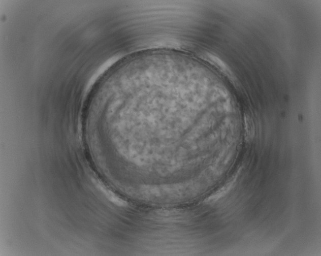 X0000077330780200611101523