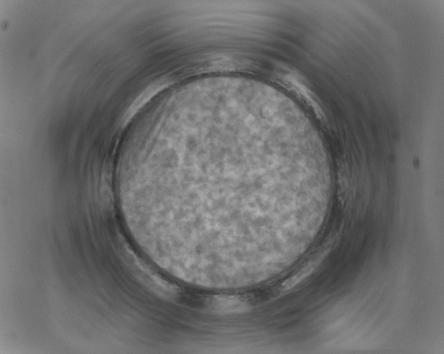 X0000077330794200611101522