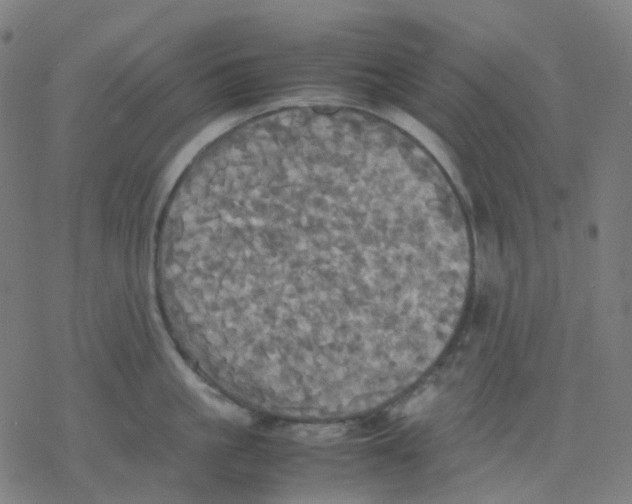 X0000077330861200611101522