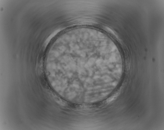 X0000077330875200611101521
