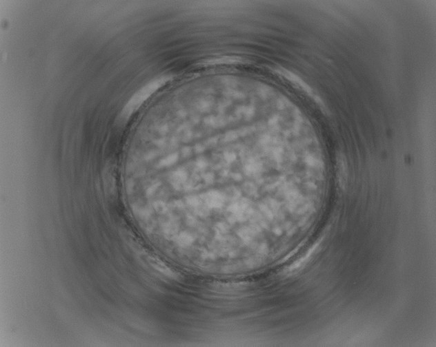 X0000077330921200611101520