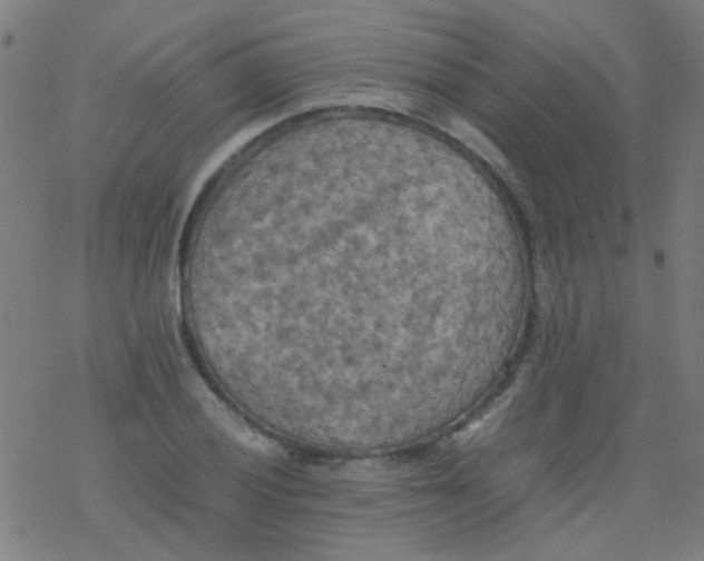 X0000077331028200611101518