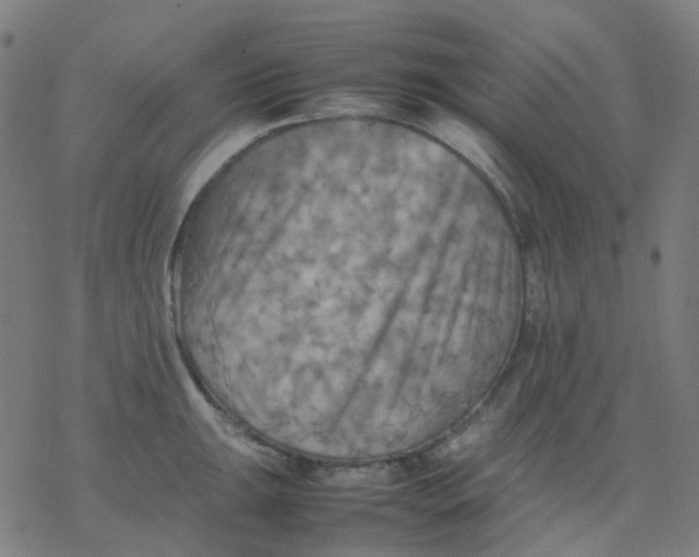 X0000077331047200611101519