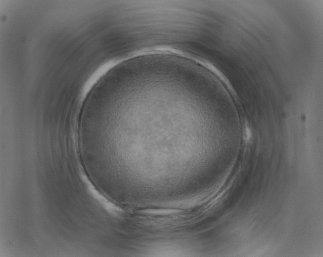 X0000077331054200611101519