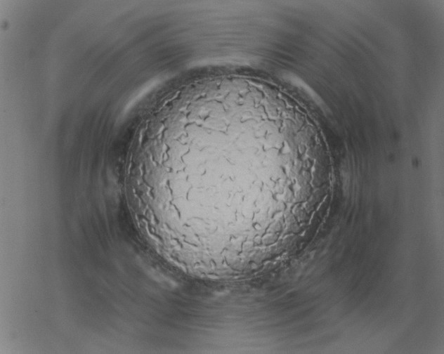 X0000077331064200611101518
