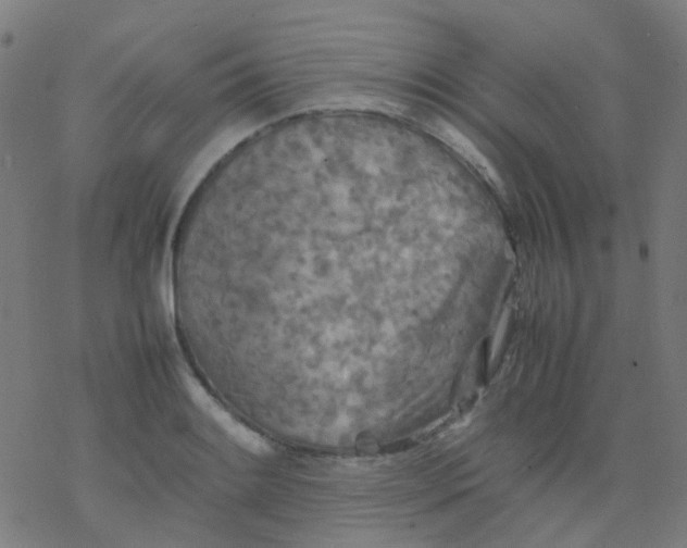 X0000077331084200611101518