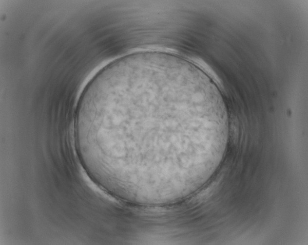 X0000077331100200611101517