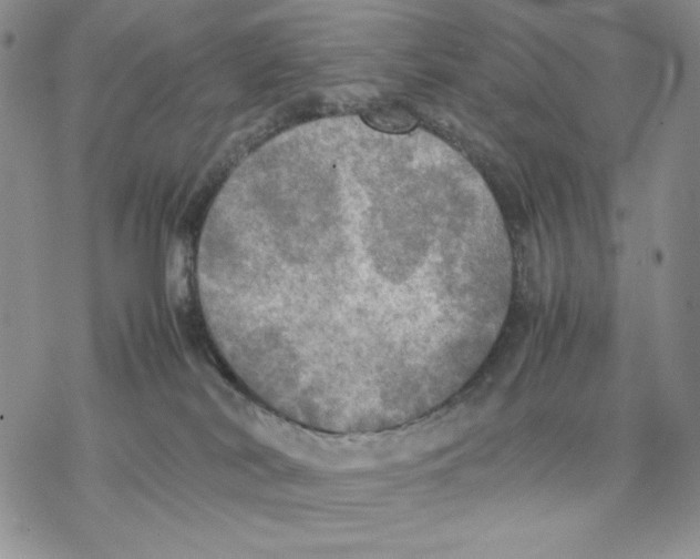 X0000077330038200611171818