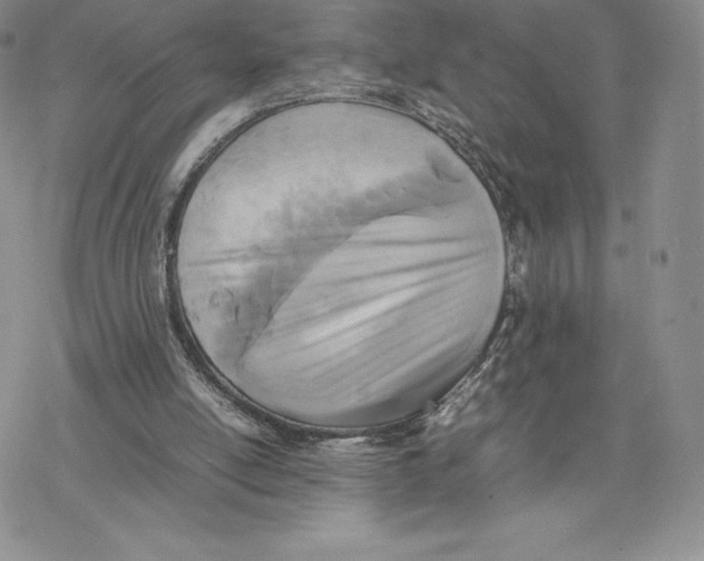 X0000077330054200611171818