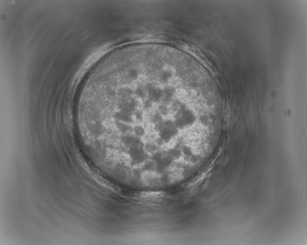 X0000077330055200611171818