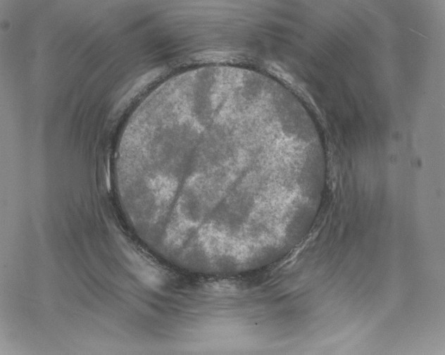 X0000077330062200611171818