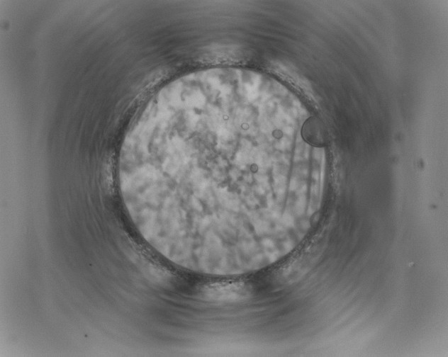 X0000077330065200611171818