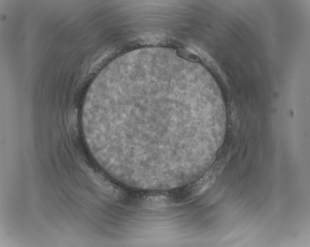 X0000077330066200611171818