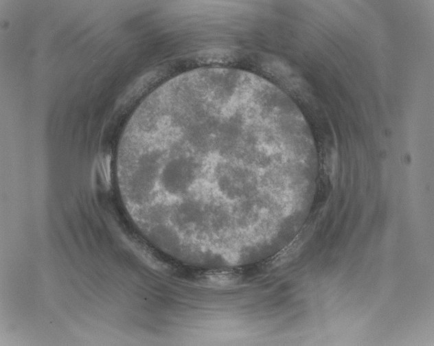 X0000077330070200611171818