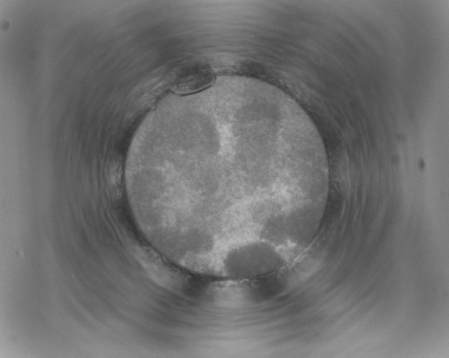 X0000077330082200611171818