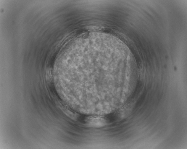 X0000077330093200611171818