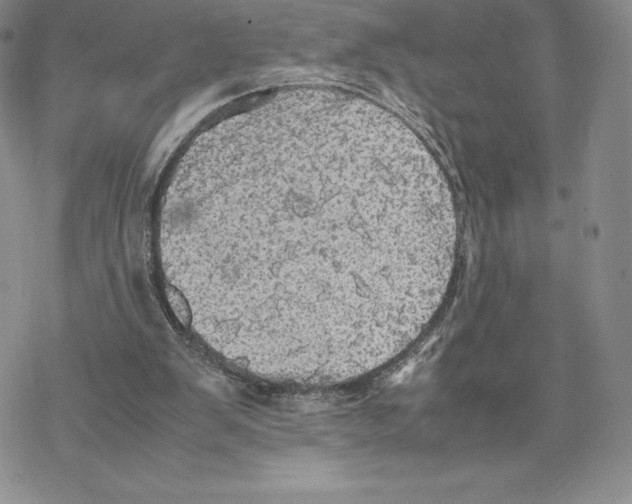 X0000077330103200611171817