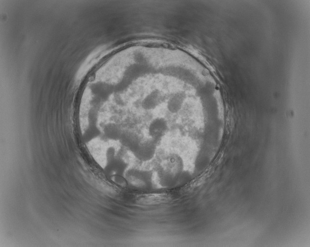 X0000077330151200611171816