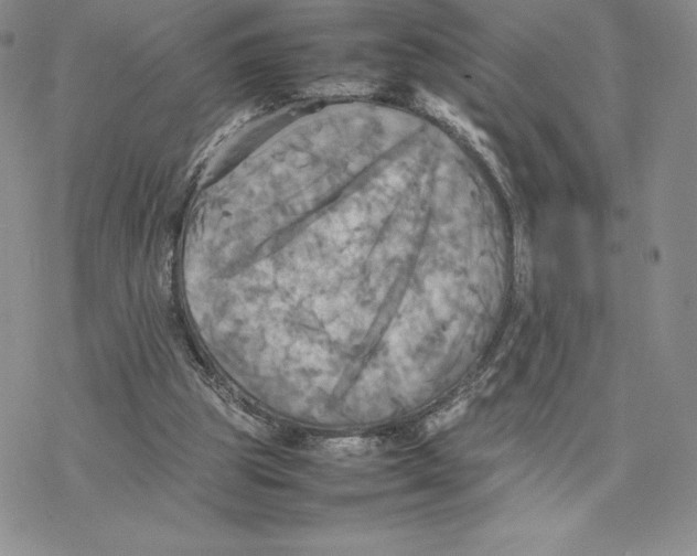 X0000077330153200611171816