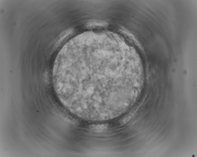 X0000077330161200611171816