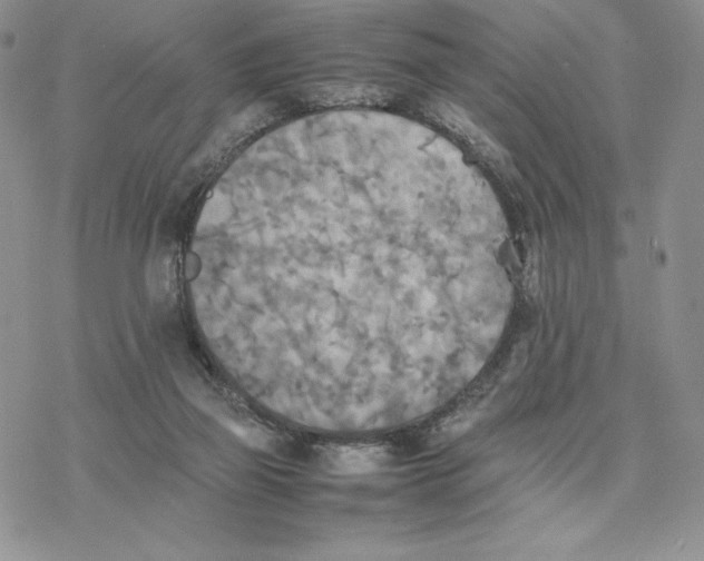 X0000077330165200611171816