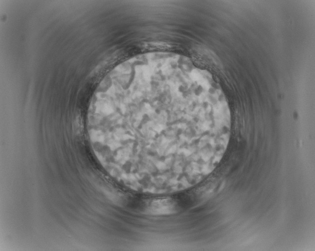 X0000077330173200611171816